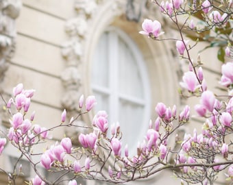 Paris Photography - Magnolia Blossoms and Window, Spring in Paris, Gallery Wall, Paris Art Print, Travel Fine Art Photograph, Large Wall Art