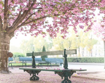 Paris Photography -  Blossom Canopy, April in Paris, Pink Cherry Blossoms at Notre Dame, French Home Decor, Large Wall Art, Gallery Wall