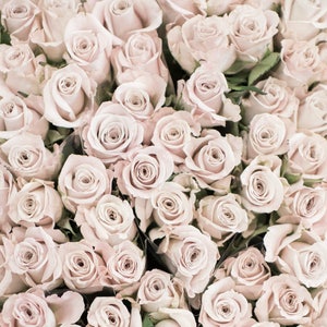 Paris Photograph - Cream Roses, Paris Flower Market, Romantic French Home Decor, Neutral Large Wall Art