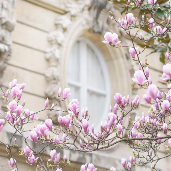 Paris Photography - Magnolia Blossoms and Window, Spring in Paris, Gallery Wall, Paris Art Print, Travel Fine Art Photograph, Large Wall Art