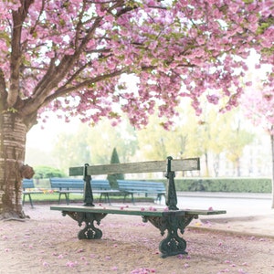 Paris Photography -  Blossom Canopy, April in Paris, Pink Cherry Blossoms at Notre Dame, French Home Decor, Large Wall Art, Gallery Wall