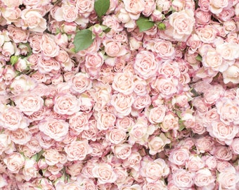 Paris Photograph - Flower Wall at the Sunday Market, Paris Flower Market, Pink Roses Romantic French Home Decor, Large Wall Art