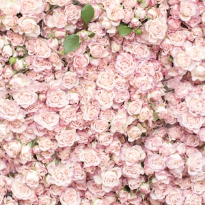 Paris Photograph - Flower Wall at the Sunday Market, Paris Flower Market, Pink Roses Romantic French Home Decor, Large Wall Art