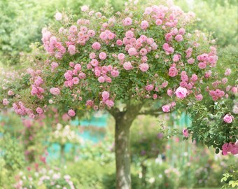 French Country Photo, Romantic Floral Photography, Monet's Giverny, The Rose Tree, Wall Decor, Nursery Art