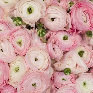 Paris Photograph - Winter Ranunculus in Paris Flower Shop, Large Wall Art, Romantic French Home Decor