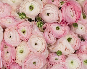 May include: A close-up of a bouquet of pink and white ranunculus flowers. The flowers are arranged in a tight cluster, with the petals overlapping each other. The flowers are in full bloom, with their centers visible.