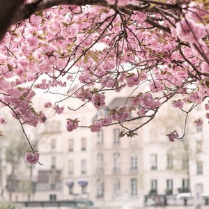 Paris Photography -  Pink Canopy, Cherry Blossoms in Paris at Notre Dame, French Home Decor, Large Wall Art