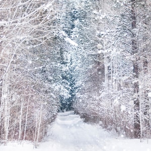 Winter Photography, Forest in Snow, Birch and Evergreen Trees, Nature Photography, Wall Decor
