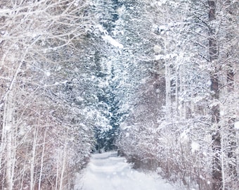 Winterfotografie, Wald im Schnee, Birke und Immergrüne Bäume, Naturfotografie, Wanddekoration