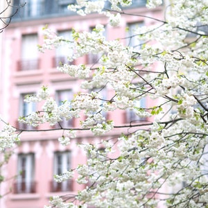 Paris Fotografie - April in Paris, weiße Kirschblüten, große Wandkunst, French Home Decor