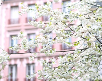Fotografia de Paris - abril em Paris, flores de cerejeira brancas, arte de parede grande, decoração de casa francesa