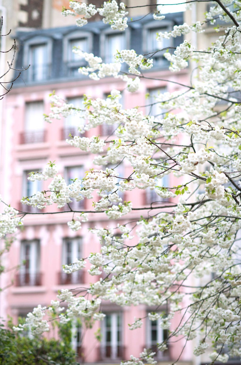Puede incluir: Un edificio rosa con ventanas blancas est&aacute; parcialmente oculto por un cerezo en flor con flores blancas.