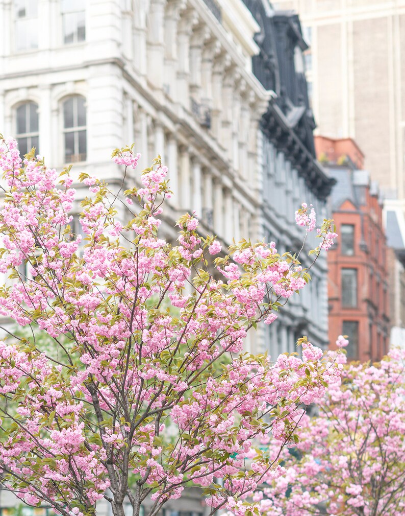 New York Photography Spring at Union Square, Cherry Blossoms, New York
