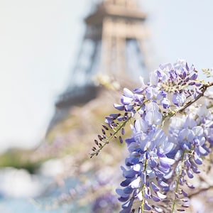 Paris Photography - Eiffel Tower with Wisteria Blossoms, Spring in Paris, Travel Fine Art Photograph, Large Wall Art