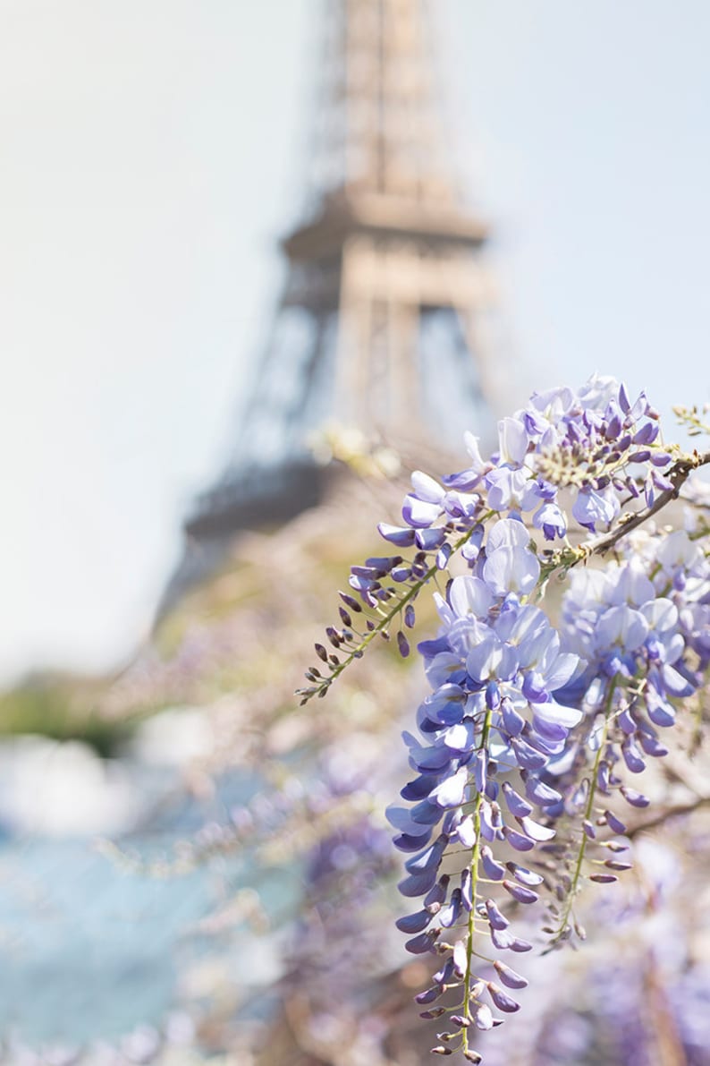 May include: A close-up of a cluster of purple wisteria flowers hanging in front of a blurred background of the Eiffel Tower.