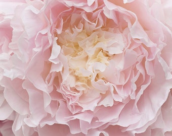 May include: Close-up of a soft, pale pink peony flower with delicate petals.
