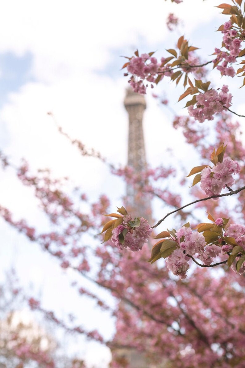 May include: A close-up of pink cherry blossoms in bloom with the Eiffel Tower in the background.