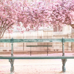 Parisfotografi - Den blågrön bänken i Notre Dame, Vår i Paris, Körsbärsblommor i Notre Dame, Fransk heminredning, Stor väggkonst