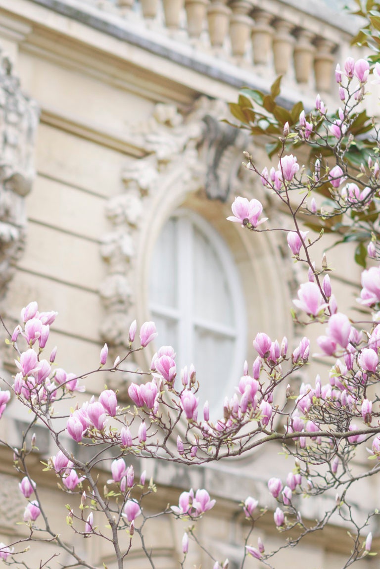 Photographie de Paris - Fleurs de magnolia et fenêtre, printemps à Paris, mur de galerie, impression d'art de Paris, photographie d'art de voyage, grande oeuvre d'art murale