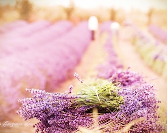 French Country Photography - Lavender Harvest, Fine Art Photograph, Home Decor, Large Wall Art