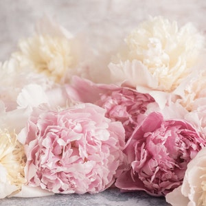 Flower Photography - French Peonies, Floral Fine Art Photograph, Still Life, Large Wall Art