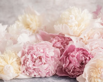 Flower Photography - French Peonies, Floral Fine Art Photograph, Still Life, Large Wall Art