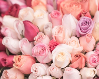 Paris Rose Photograph - Mauve and Peach Roses,  Spring in Paris, French Home Decor, Large Wall Art,