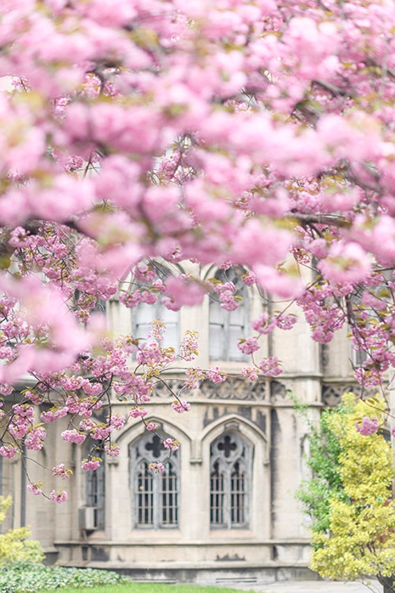 New York Photography Cherry Blossoms on Broadway, Spring in New