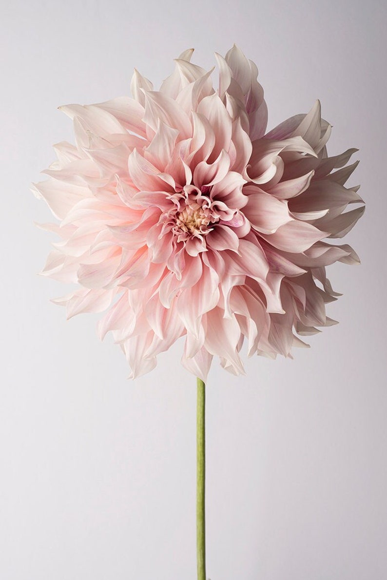Flower Photography Floral Still Life Photography, Pink Dahlia, Cafe au Lait, Wall Decor, Wall Art image 1