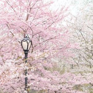 May include: A black street lamp with a white light bulb stands in front of a pink and white cherry blossom tree. The tree is in full bloom and the flowers are delicate and beautiful.
