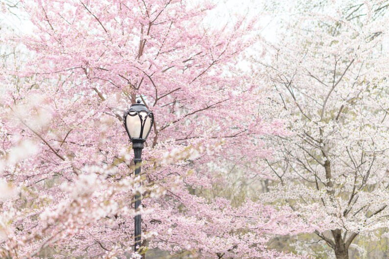May include: A black street lamp with a white light bulb stands in front of a pink and white cherry blossom tree. The tree is in full bloom and the flowers are delicate and beautiful.