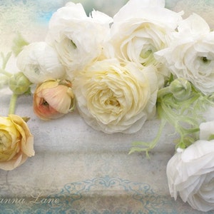 Floral Photography - White Ranunculus, Floral Still Life Photograph, Shabby Wall Decor