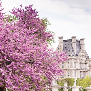 Paris Photograph -  Spring Blossoms in the Tuileries, Large Wall Art, French Home Decor