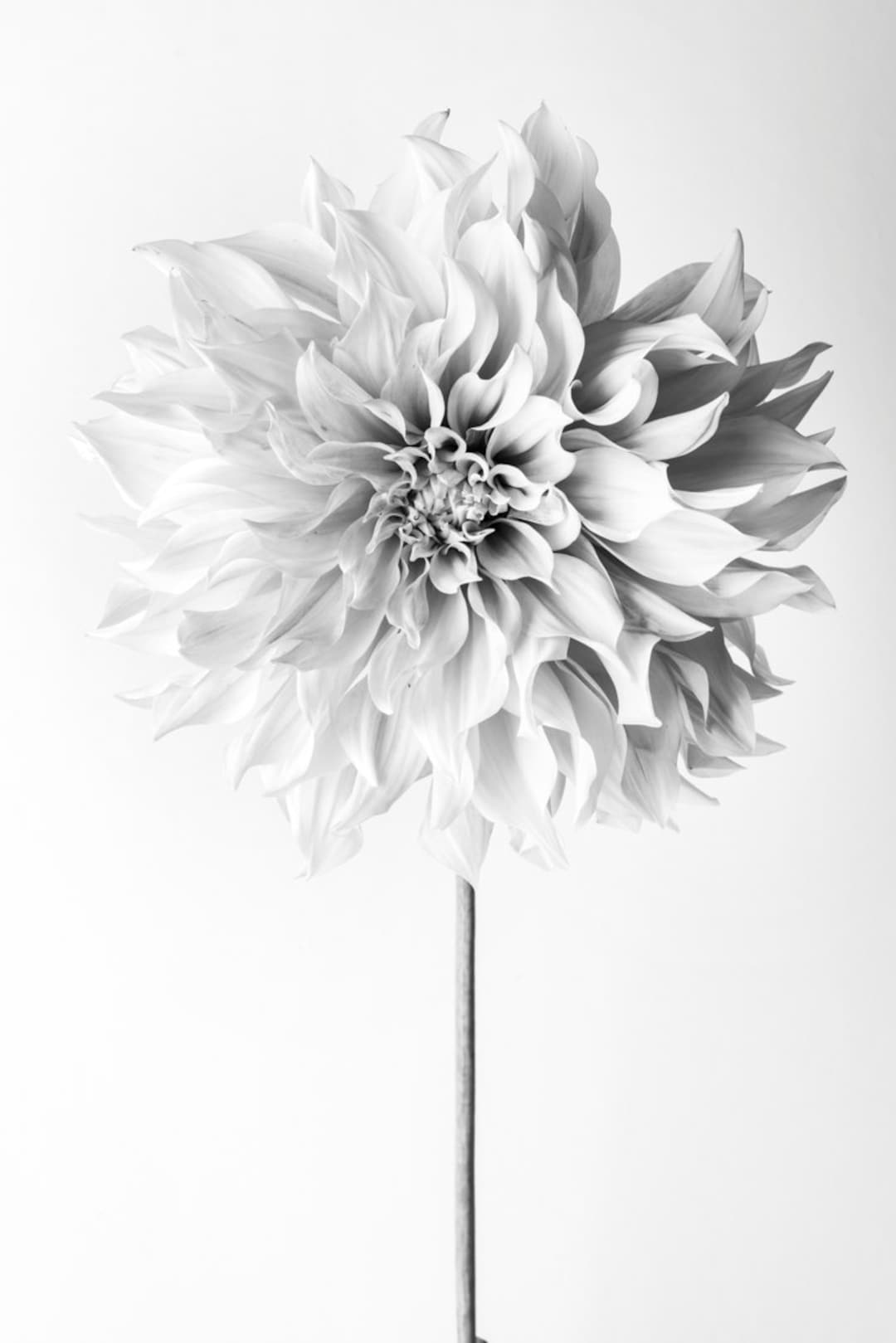 Flower Photography Floral Still Life Photography, Pink Dahlia in — free download