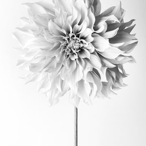 Flower Photography - Floral Still Life Photography, Pink Dahlia in Black and White, Cafe au Lait, Wall Decor, Wall Art