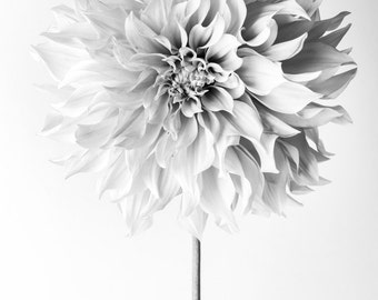 Flower Photography - Floral Still Life Photography, Pink Dahlia in Black and White, Cafe au Lait, Wall Decor, Wall Art
