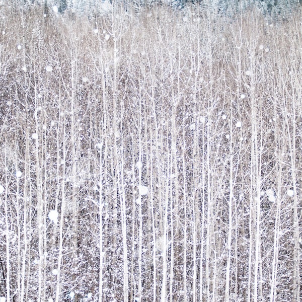 Winterfotografie, Birken im Schnee, Naturfotografie, Wald-Wand-Dekor, große Wandkunst