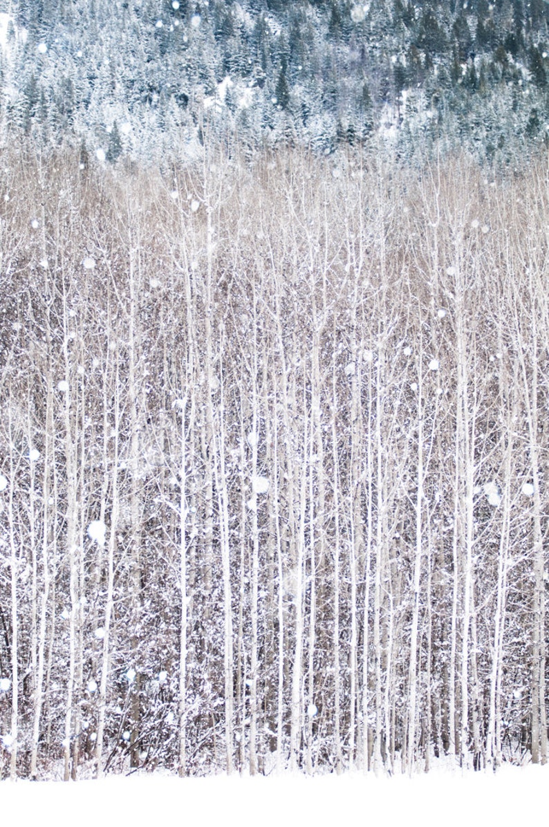 Winter Photography, Birch Trees in Snow, Nature Photography, Woodland Wall Decor, Large Wall Art image 1