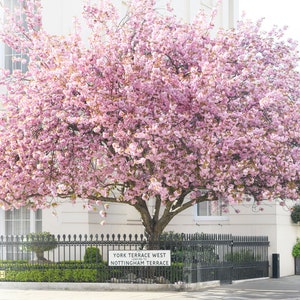 London Photography - Cherry Blossoms at York Terrace, Horizontal, England Travel Photo, Large Wall Art, Home Decor, Gallery Wall