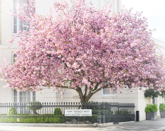 London Photography - Cherry Blossoms at York Terrace, Horizontal, England Travel Photo, Large Wall Art, Home Decor, Gallery Wall