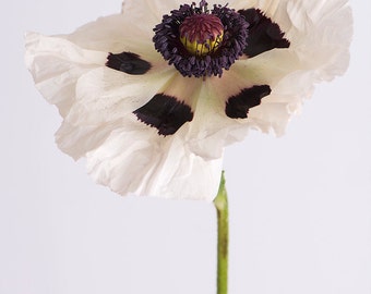 Poppy Photography - Botanical Photograph, Floral Still Life Photography, Large Wall Art, Home Decor