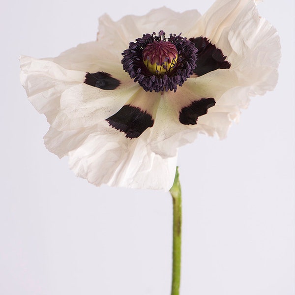 Poppy Photography - Botanical Photograph, Floral Still Life Photography, Large Wall Art, Home Decor