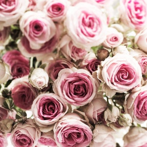 Paris Photograph - Roses in Paris Flower Shop, Romantic French Home Decor, Large Wall Art