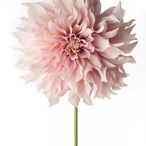 Flower Photography Floral Still Life Photography, Pink Dahlia, Cafe au Lait, Wall Decor, Wall Art image 2