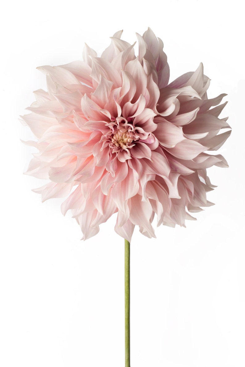 Flower Photography Floral Still Life Photography, Pink Dahlia, Cafe au Lait, Wall Decor, Wall Art image 2