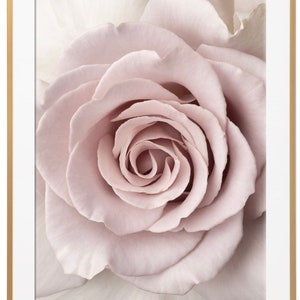 Peut inclure: Gros plan sur une rose rose p&acirc;le douce aux p&eacute;tales d&eacute;licats.