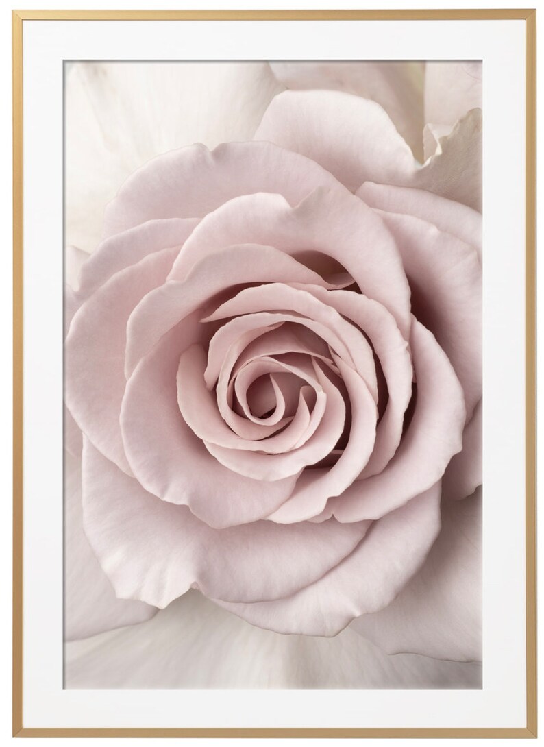 Peut inclure: Gros plan sur une rose rose p&acirc;le douce aux p&eacute;tales d&eacute;licats.