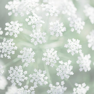 Nature Photography -  Queen Anne's Lace, Mint Green and White Floral Photograph, Botanical Home Decor, Large Wall Art