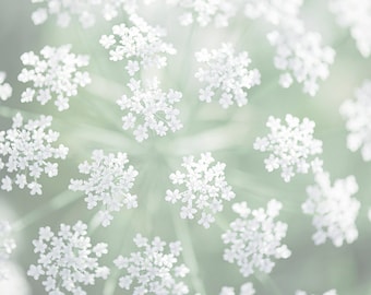 Nature Photography -  Queen Anne's Lace, Mint Green and White Floral Photograph, Botanical Home Decor, Large Wall Art