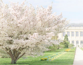 Paris Photography - The White Cherry Tree, Horizontal, Primavera em Paris, Flores de cerejeira, Decoração de Casa Francesa, Arte de Parede Grande, Parede de Galeria